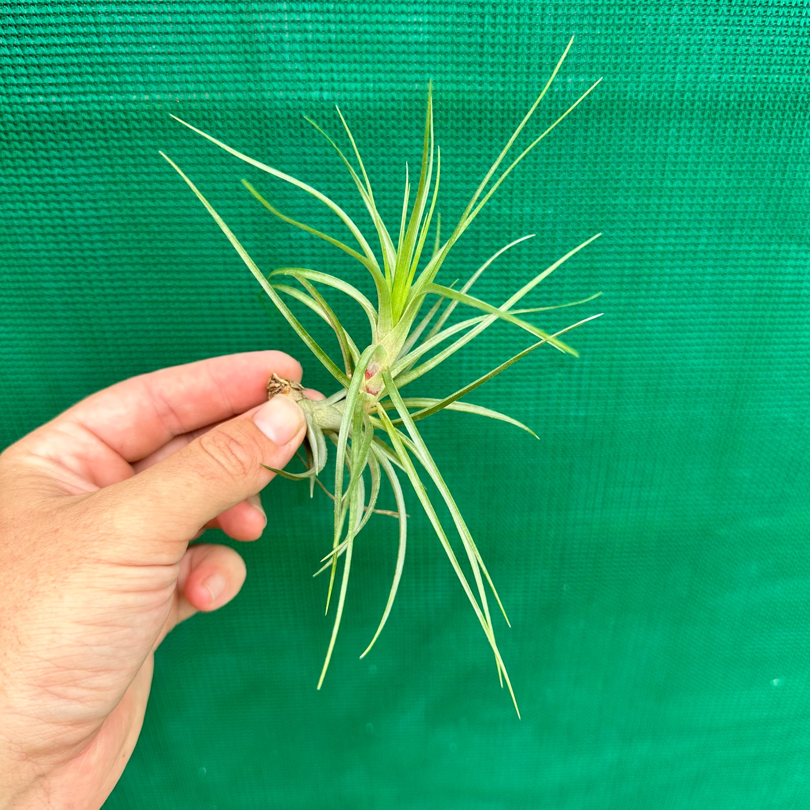Tillandsia - Holm’s Starlet ex. PT