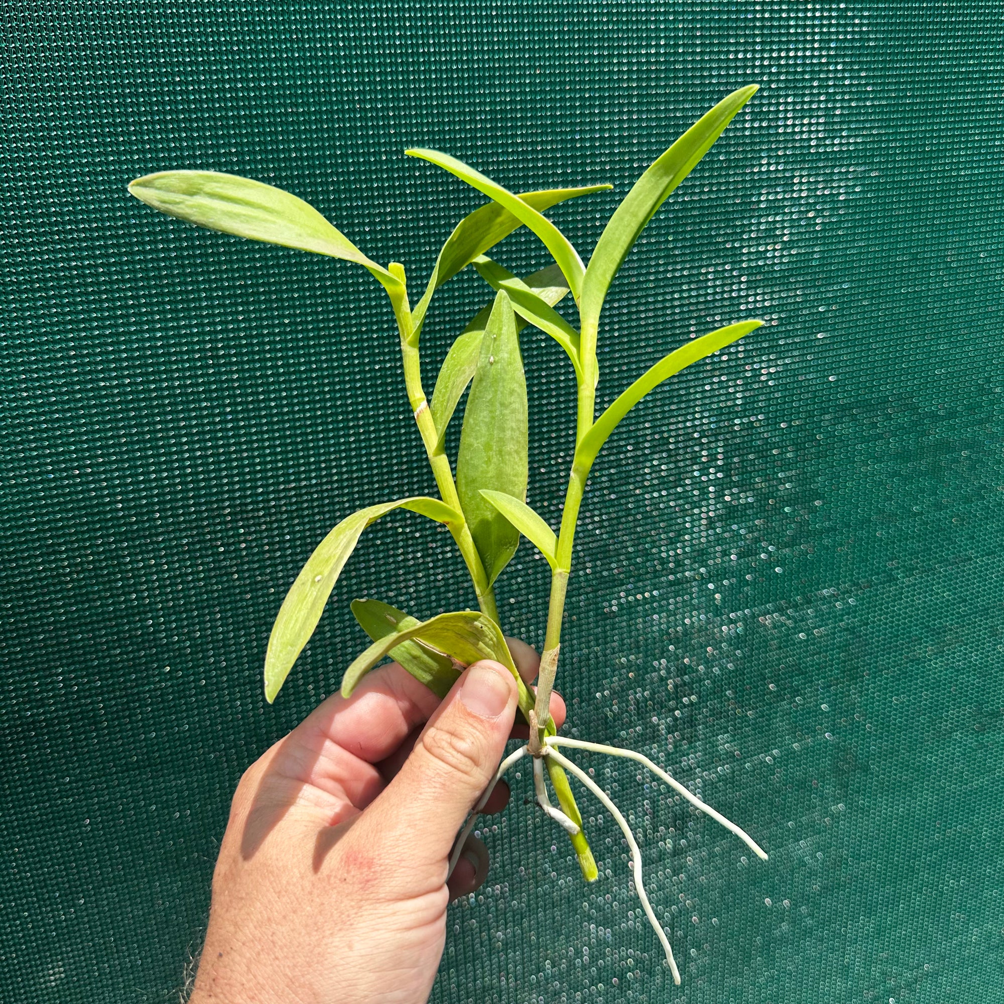 Epidendrum ‘Joseph Glow Hilpos’