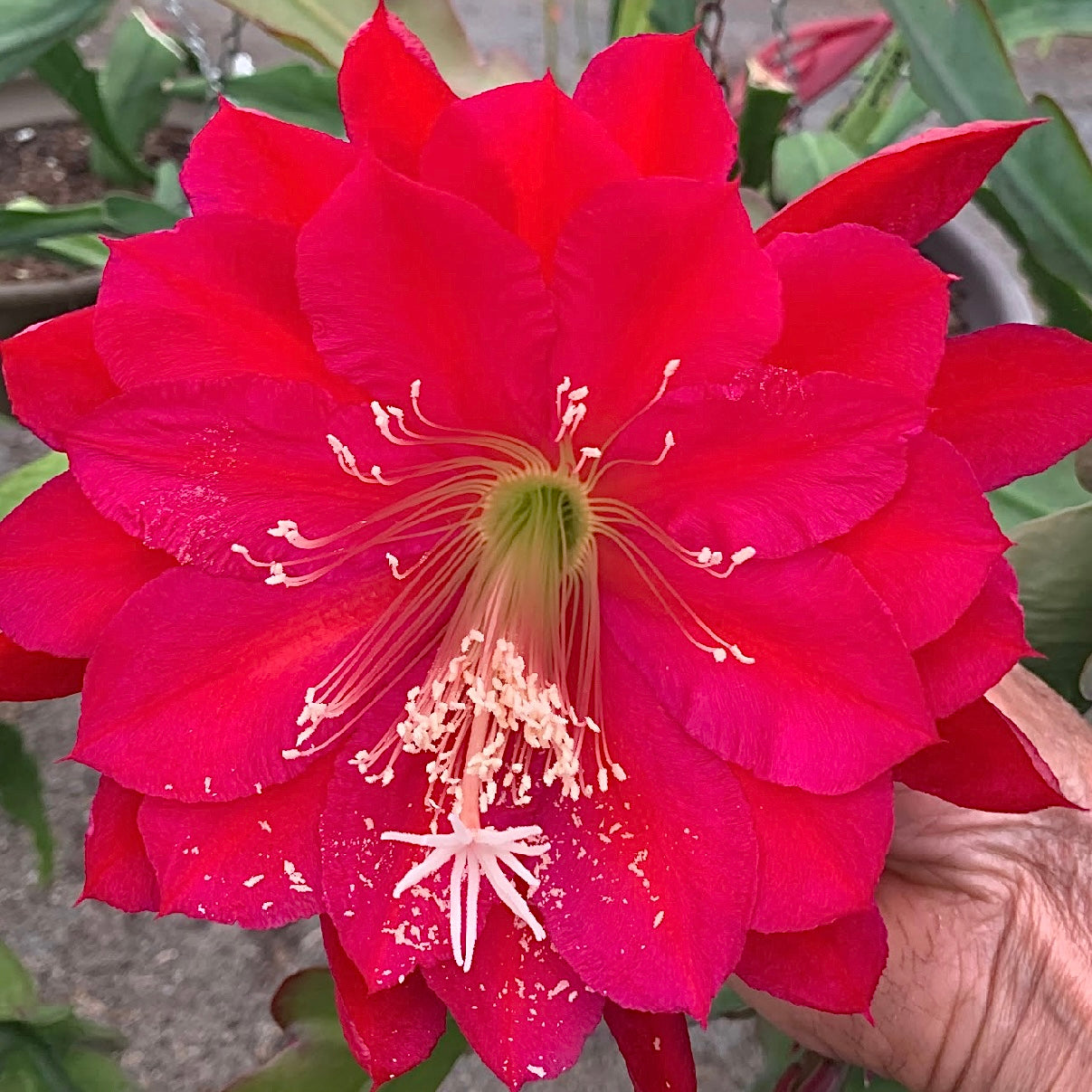 Epi. Hybrid Kiwi Legend EH99