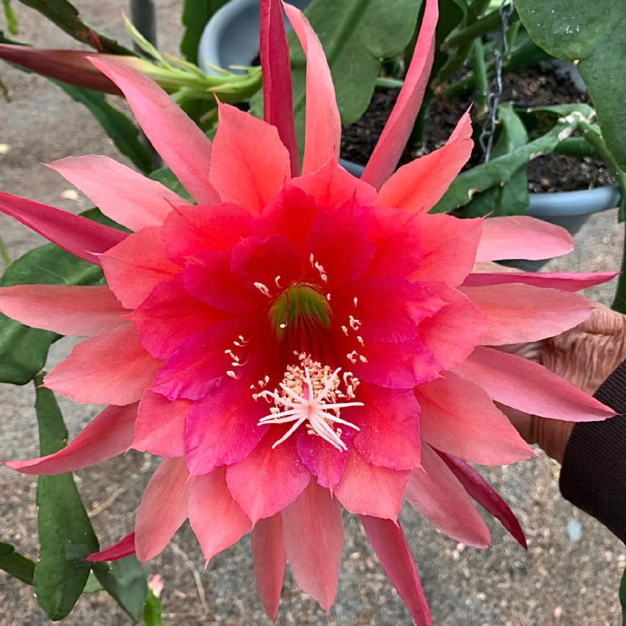 Epi. Hybrid Kiwi Immortality EH42