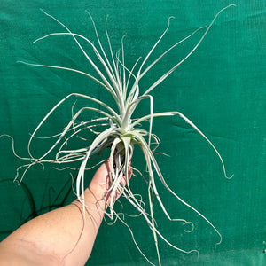 Tillandsia - straminea ex. BD (Fragrant)