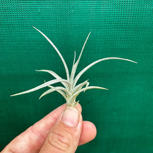 Tillandsia - Glen Echo ex. PB