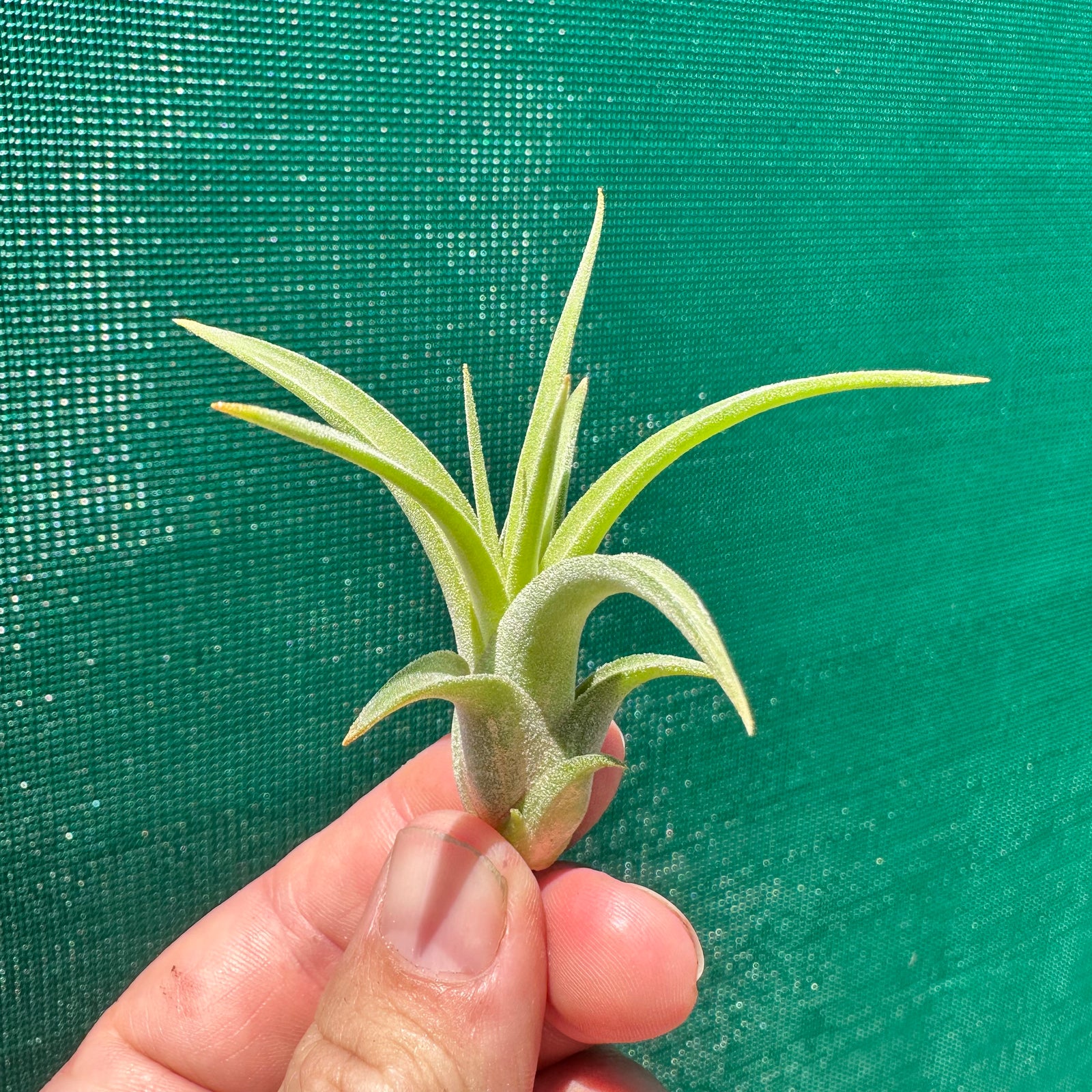 Tillandsia - ionantha x caput-medusae ex. SN