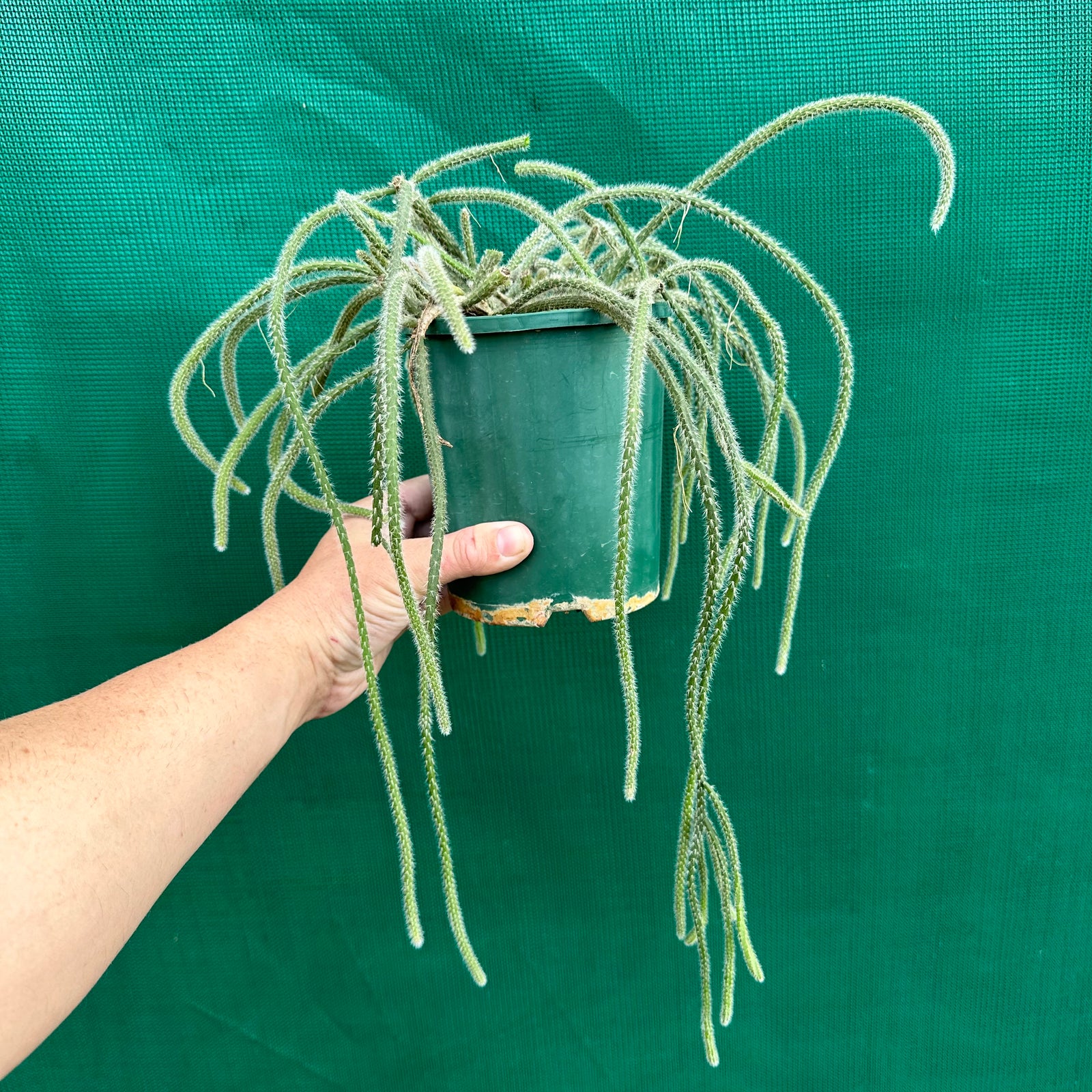 Rhipsalis baccifera f. Horrida - R54