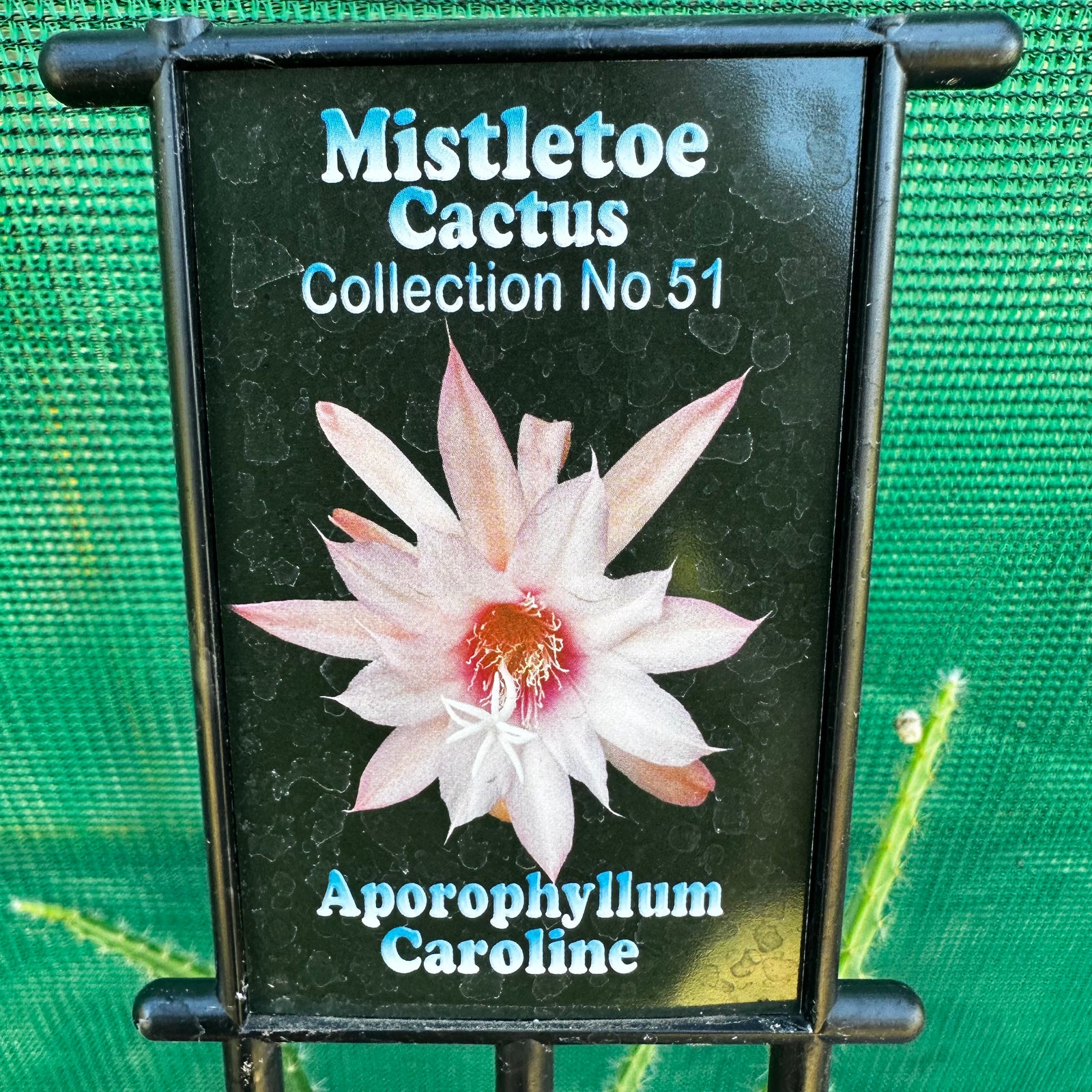 Aporophyllum Caroline