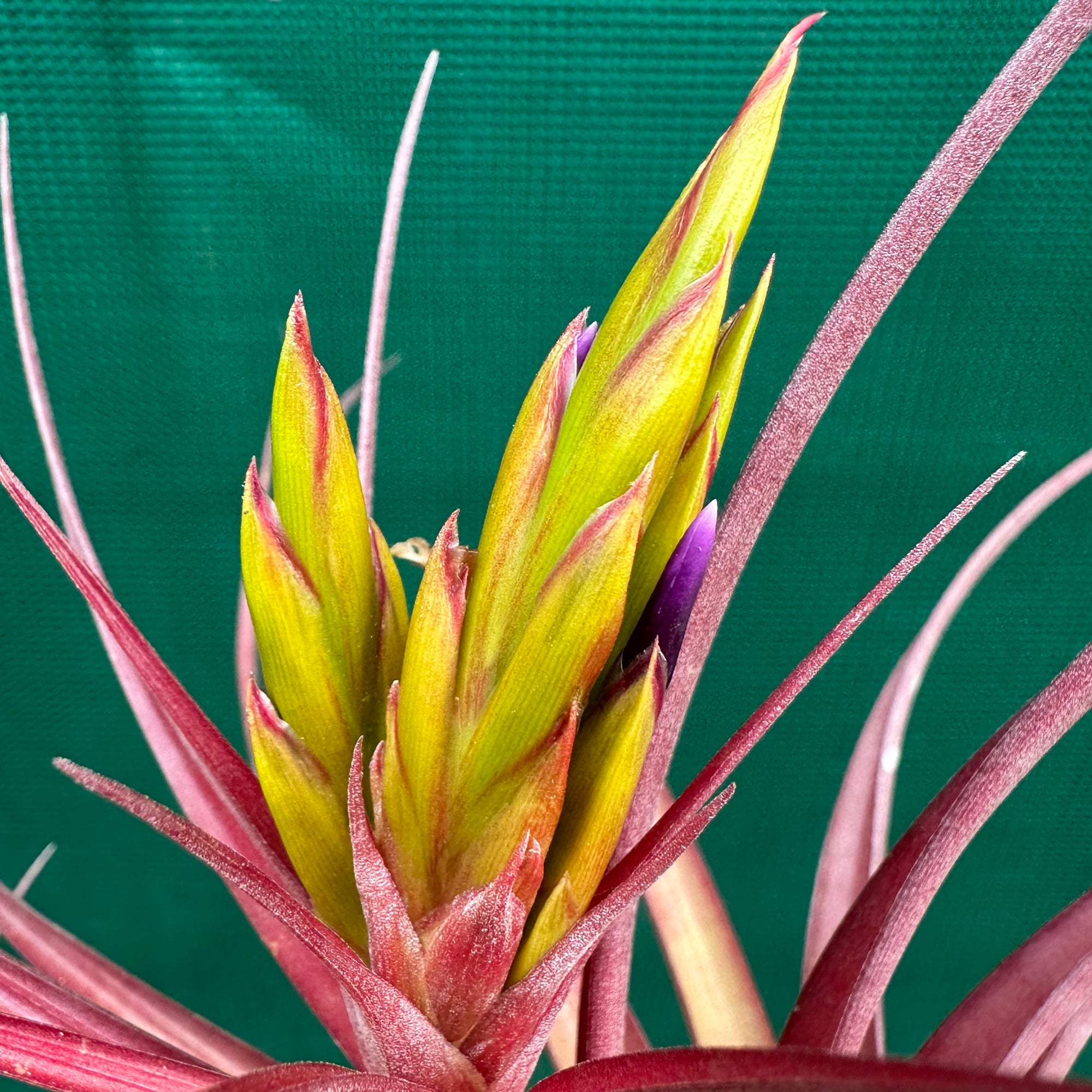 air plant in the philippines Tillandsia - Capetown