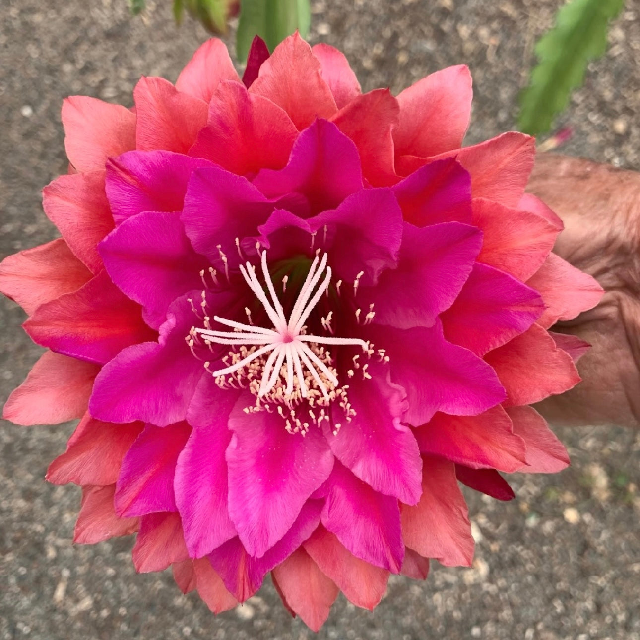 Epi. Hybrid Kiwi Treasure Box EH76