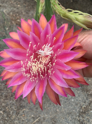 Epi. Hybrid Kiwi Razzle Dazzle EH86 NEW