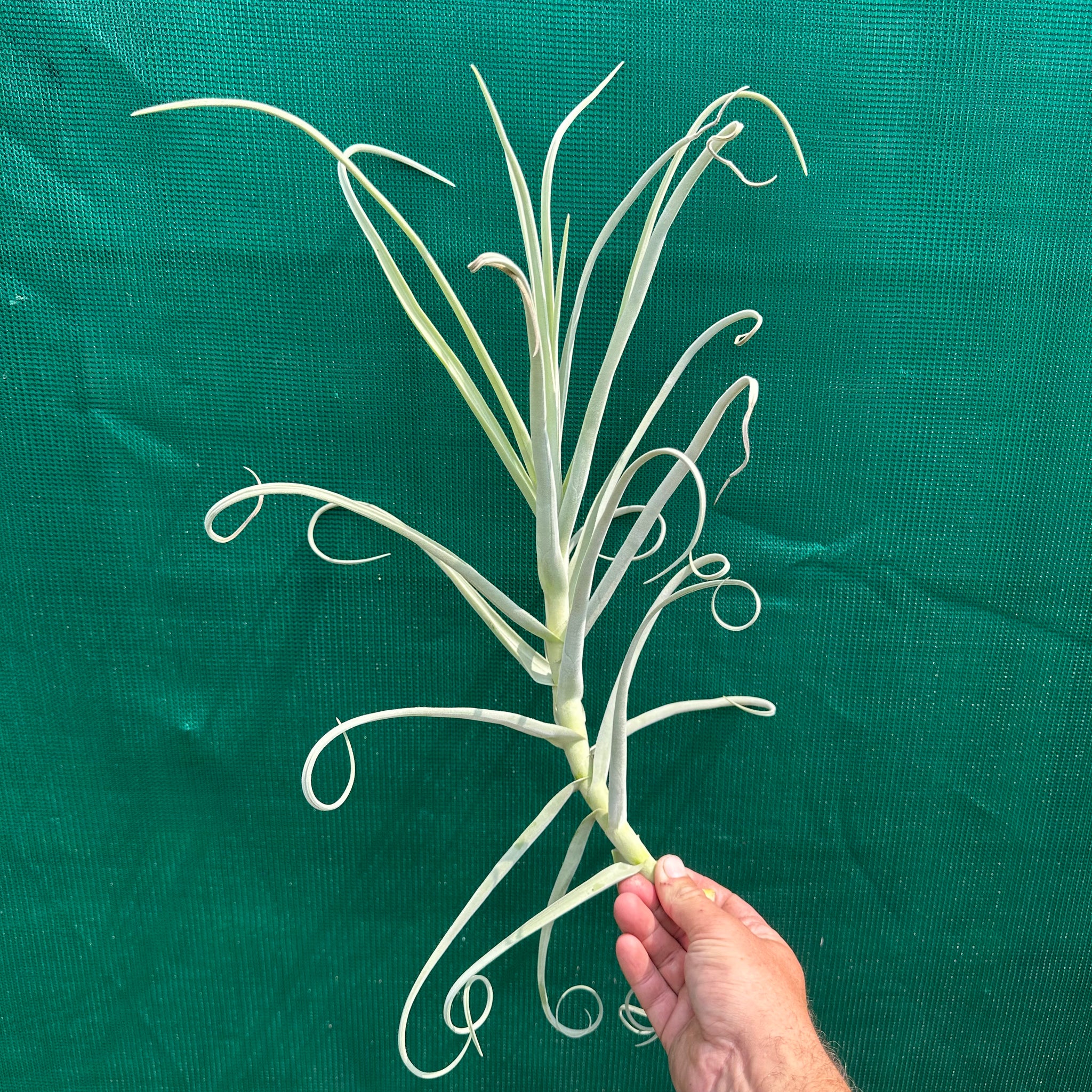 duratii air plant Tillandsia - duratii v. Saxatilas (Fragrant)