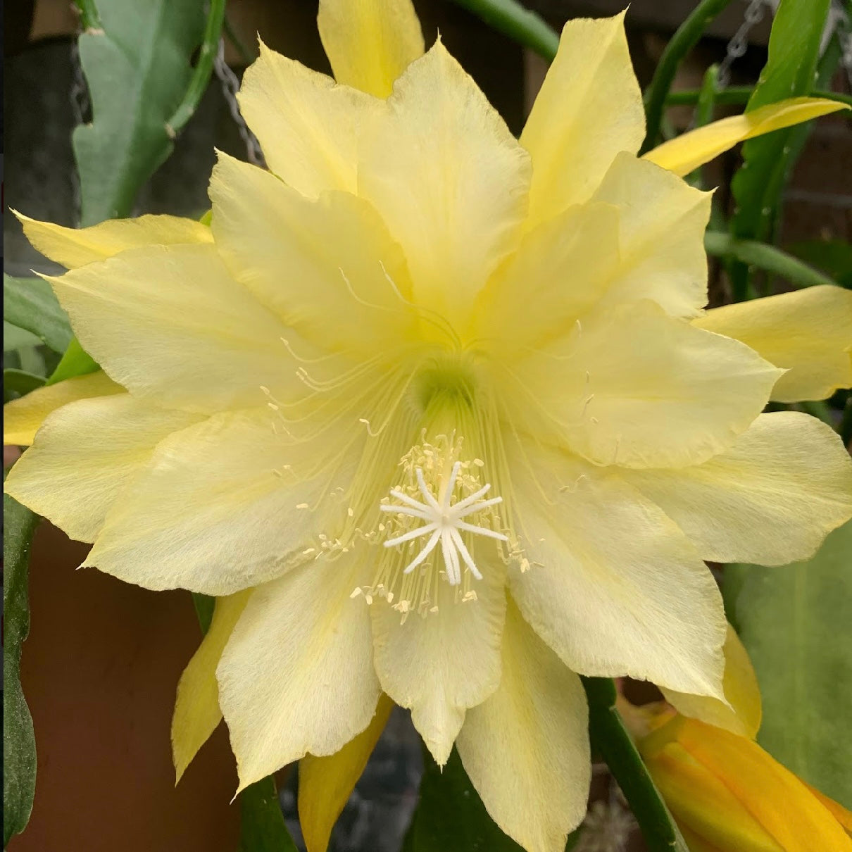 Epi. Hybrid Soft Lights EH94