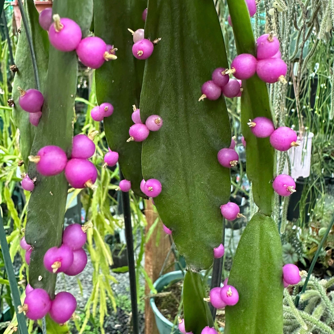 Rhipsalis russellii - R56 RARE