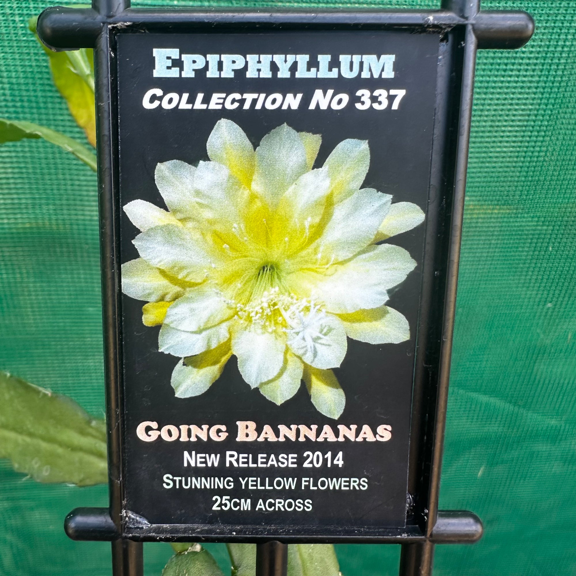 Epi. Hybrid Going Bananas