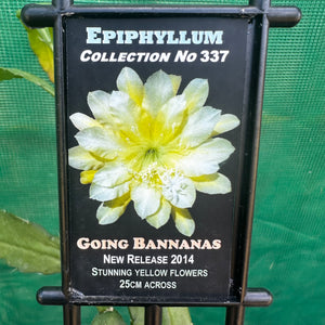 Epi. Hybrid Going Bananas NEW