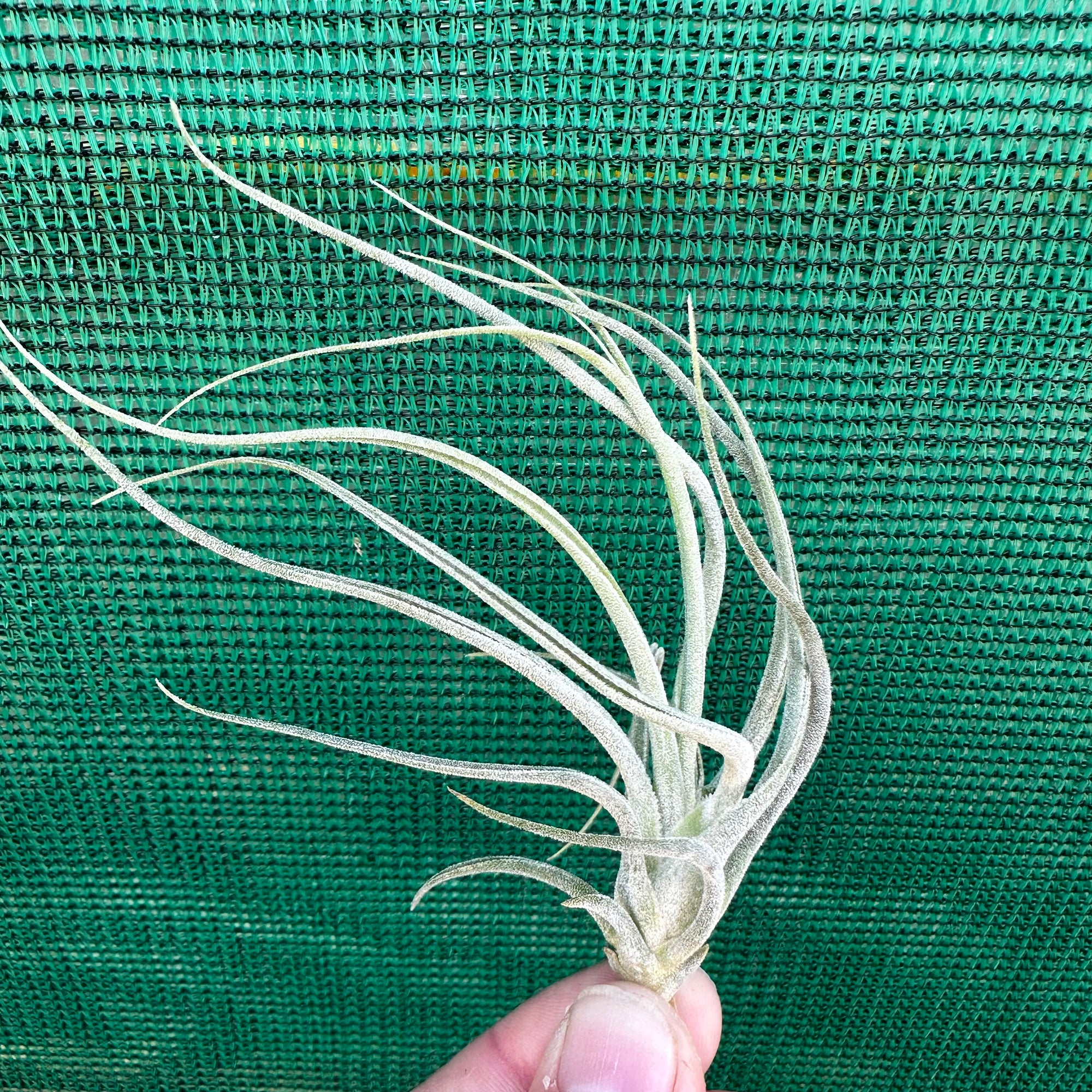 Tillandsia - baileyi x seleriana ex. JO
