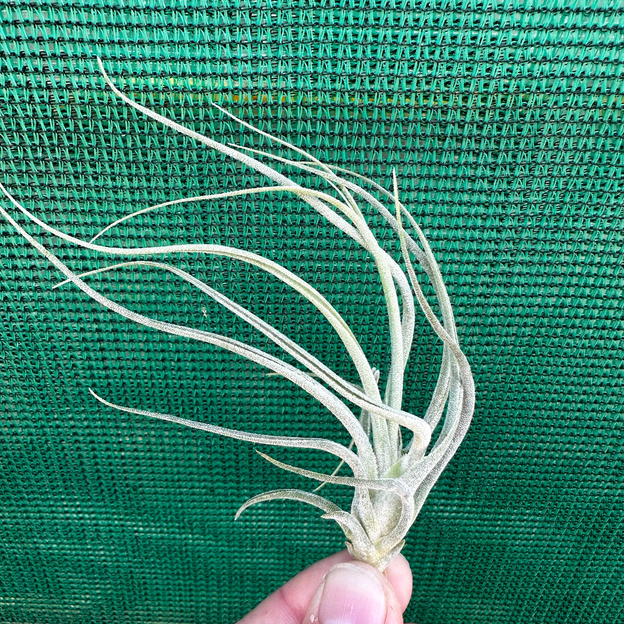 Tillandsia - baileyi x seleriana ex. JO NEW