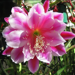 Epi. Hybrid Daisy Dean EH83
