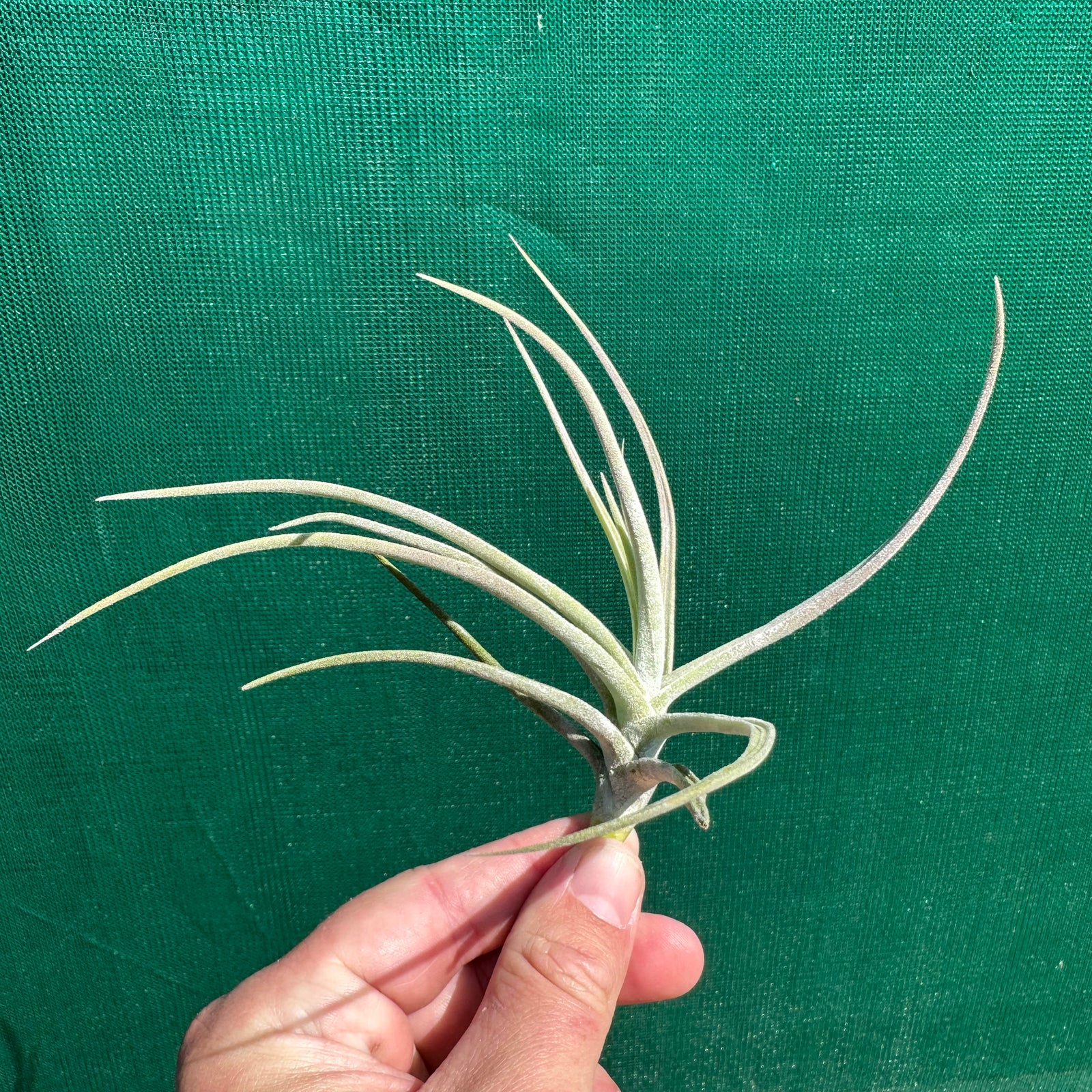 Tillandsia - glabrior