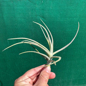 Tillandsia - glabrior (Wholesale)