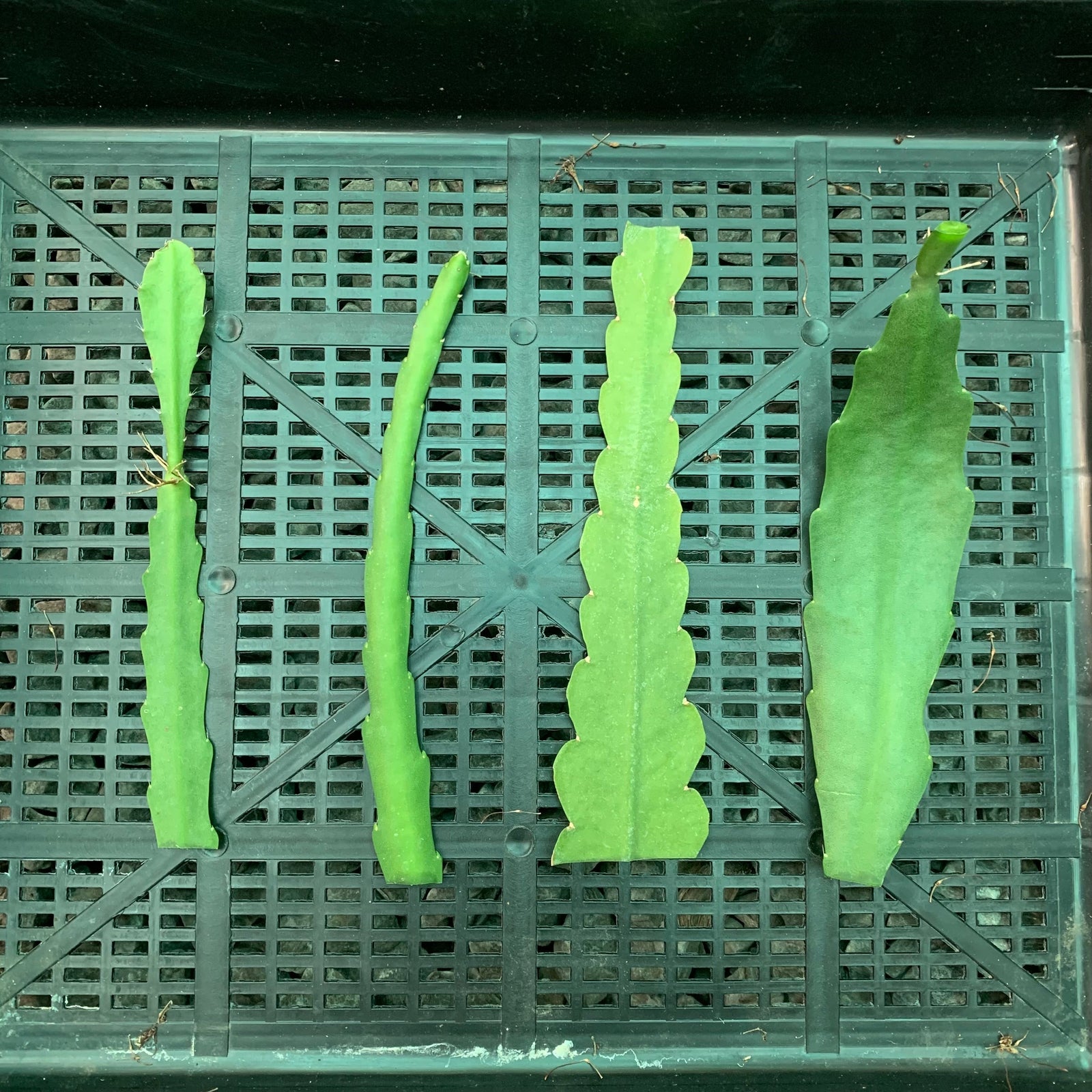 Epi. Hybrid Blushing Star EH101