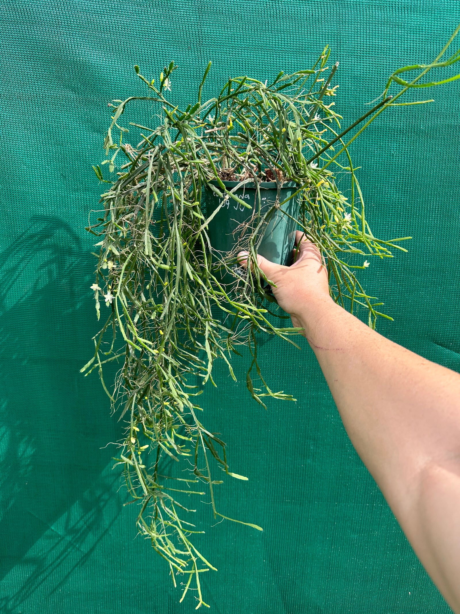 Rhipsalis ewaldiana - R7