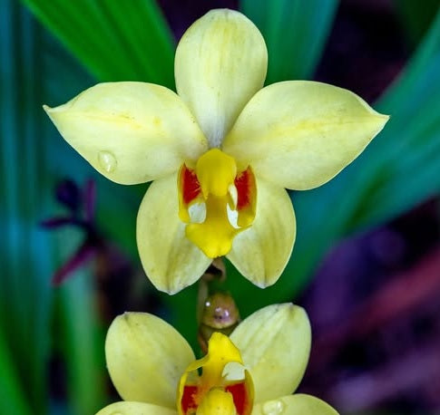 Spathoglottis ‘Lemon Kiss’
