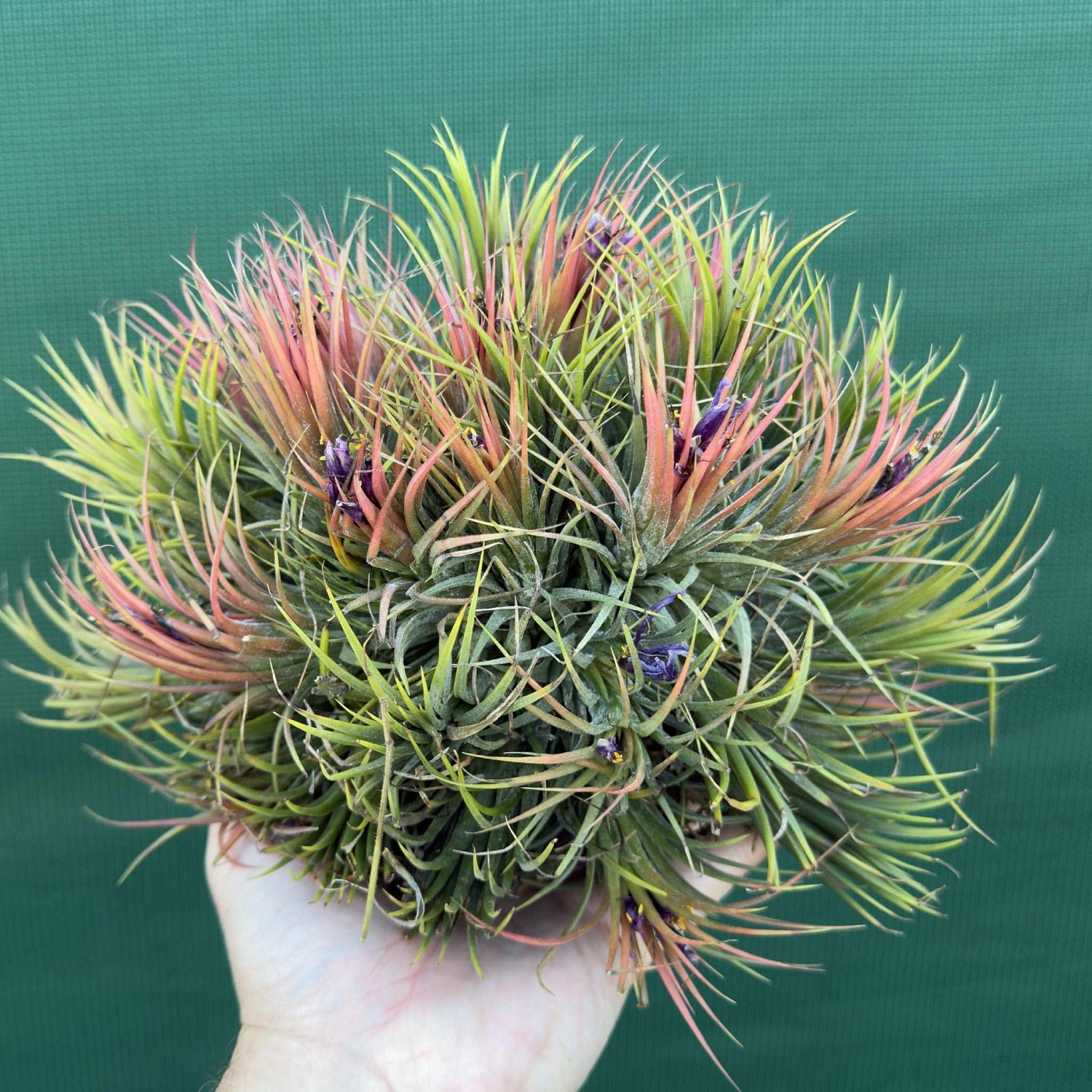 Tillandsia - ionantha 'Cone Head' ex. JO - Air Plant Decor