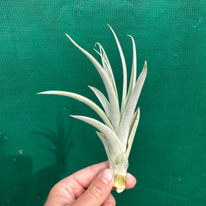 Tillandsia - straminea ex. BD (Fragrant)