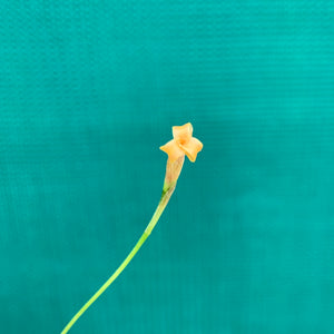 Tillandsia - funebris