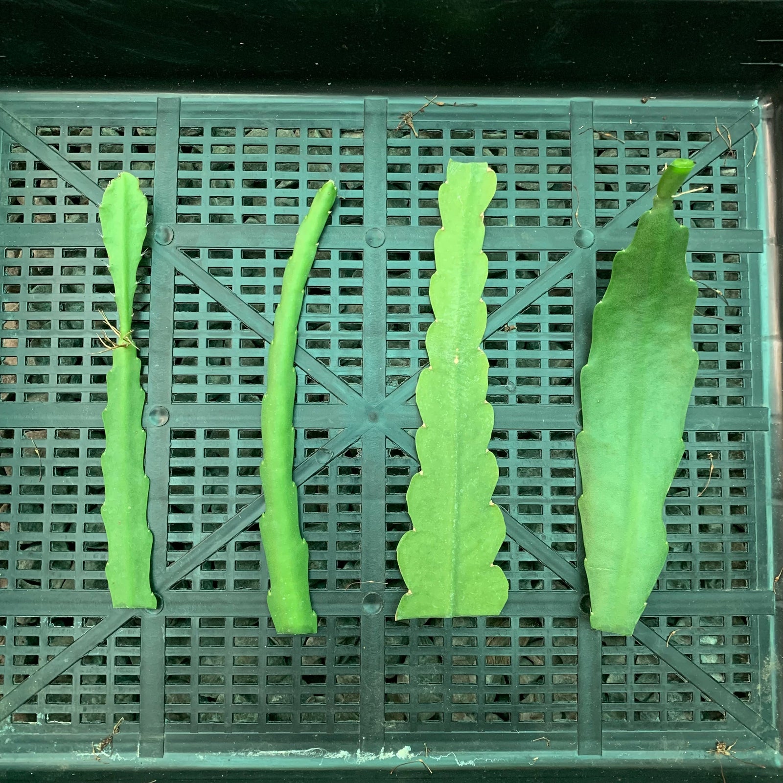 Epi. Hybrid Ambrosia EH71