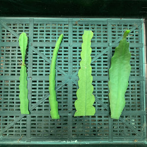 Epi. Hybrid Ambrosia EH71