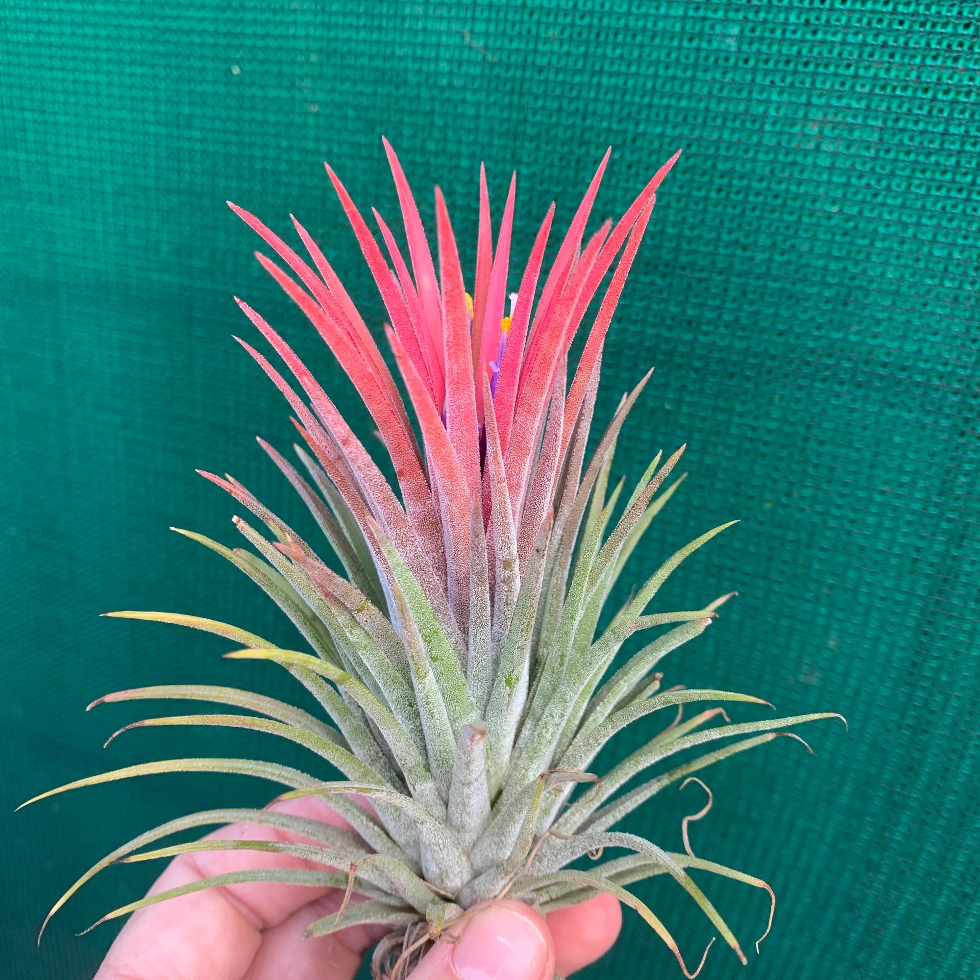 Tillandsia - ionantha 'Pink Beauty' (Wholesale)