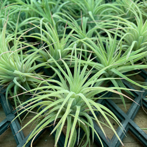 Tillandsia - ionantha ‘Curly Leaf’ (Wholesale)