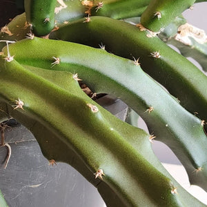 Selenicereus pteranthus