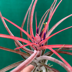 Tillandsia - Success Story ex. RFI