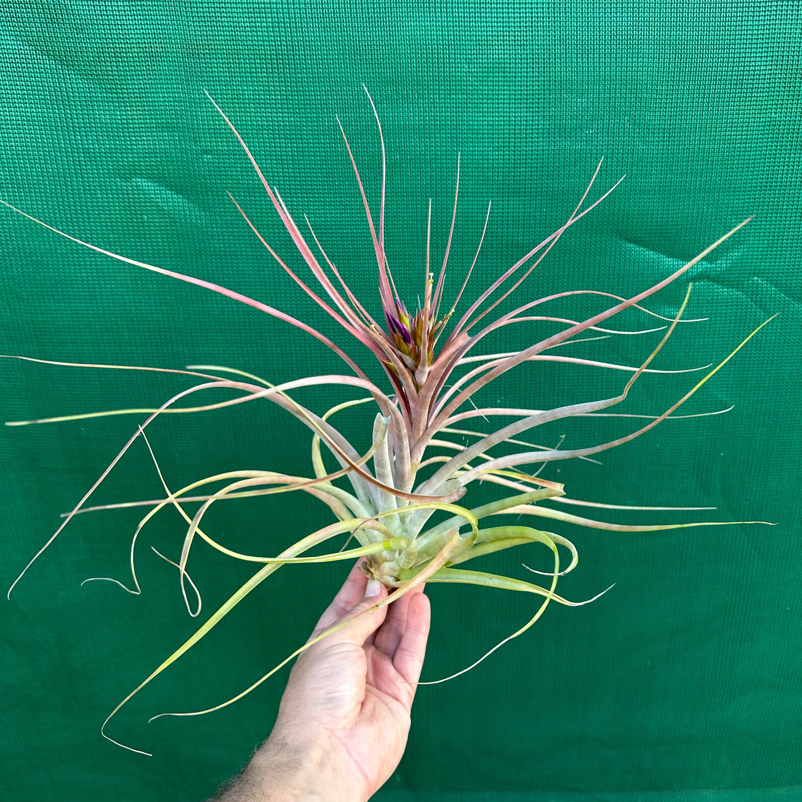Tillandsia - Maria Teresa L ex. JO