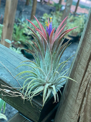 Tillandsia - ionantha ‘APD001’ (Wholesale)