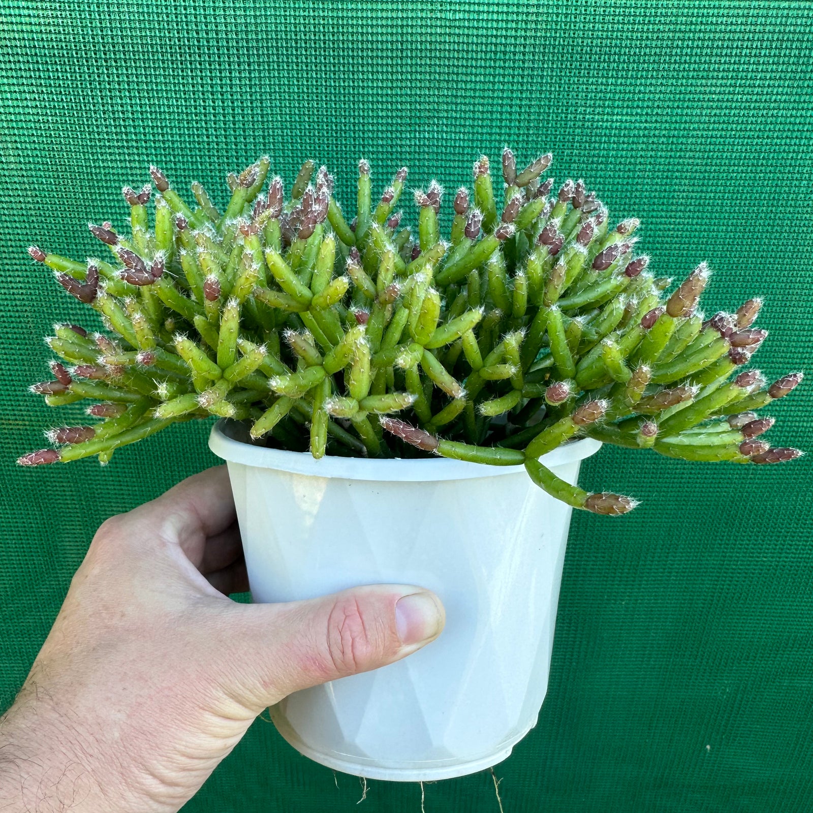 Rhipsalis ormindoi R66