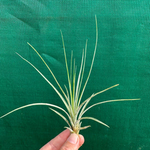 Tillandsia - acostae