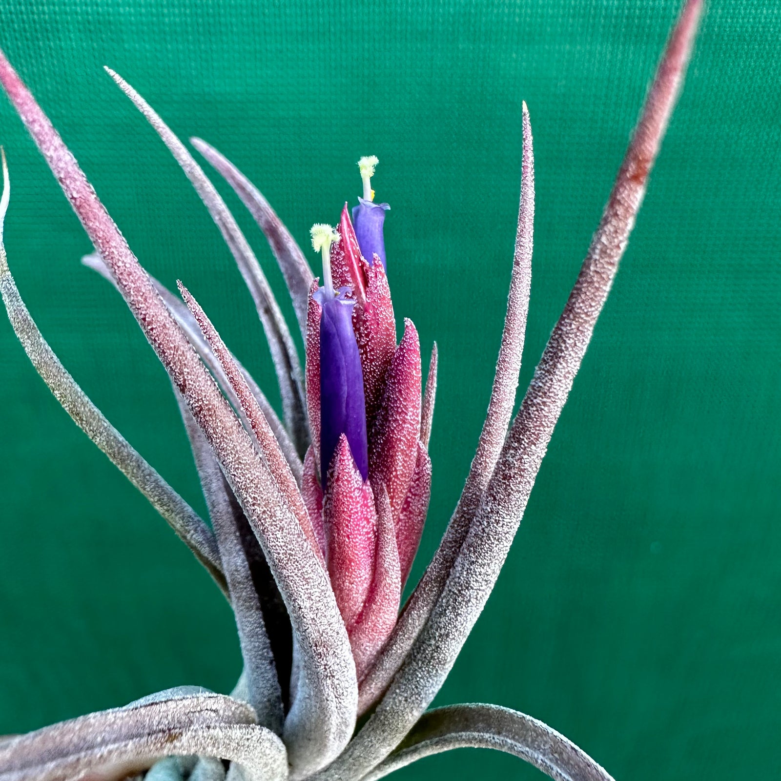 Tillandsia - diguetii x ionantha (Nat. Hybrid) ex. PT