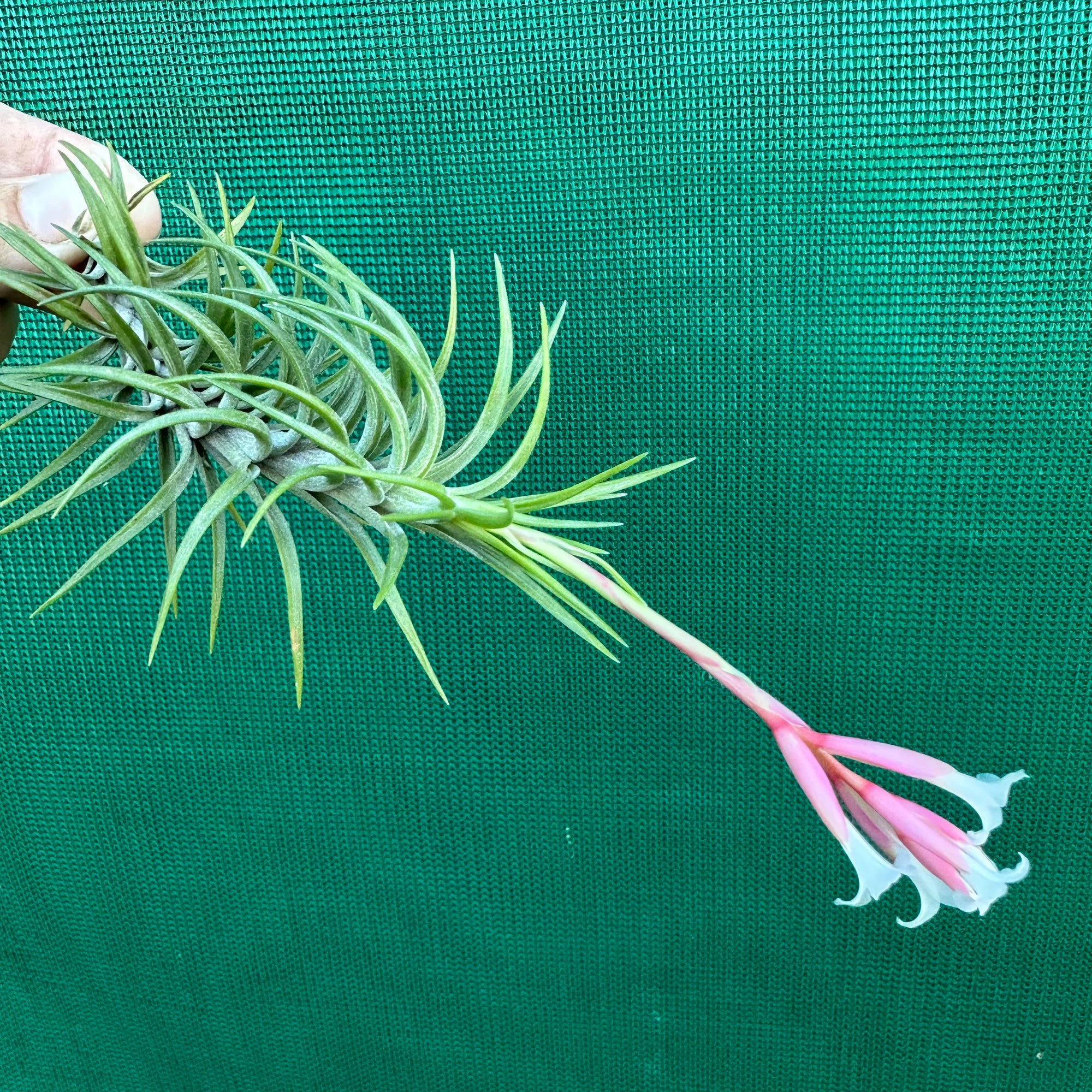 Tillandsia - araujei