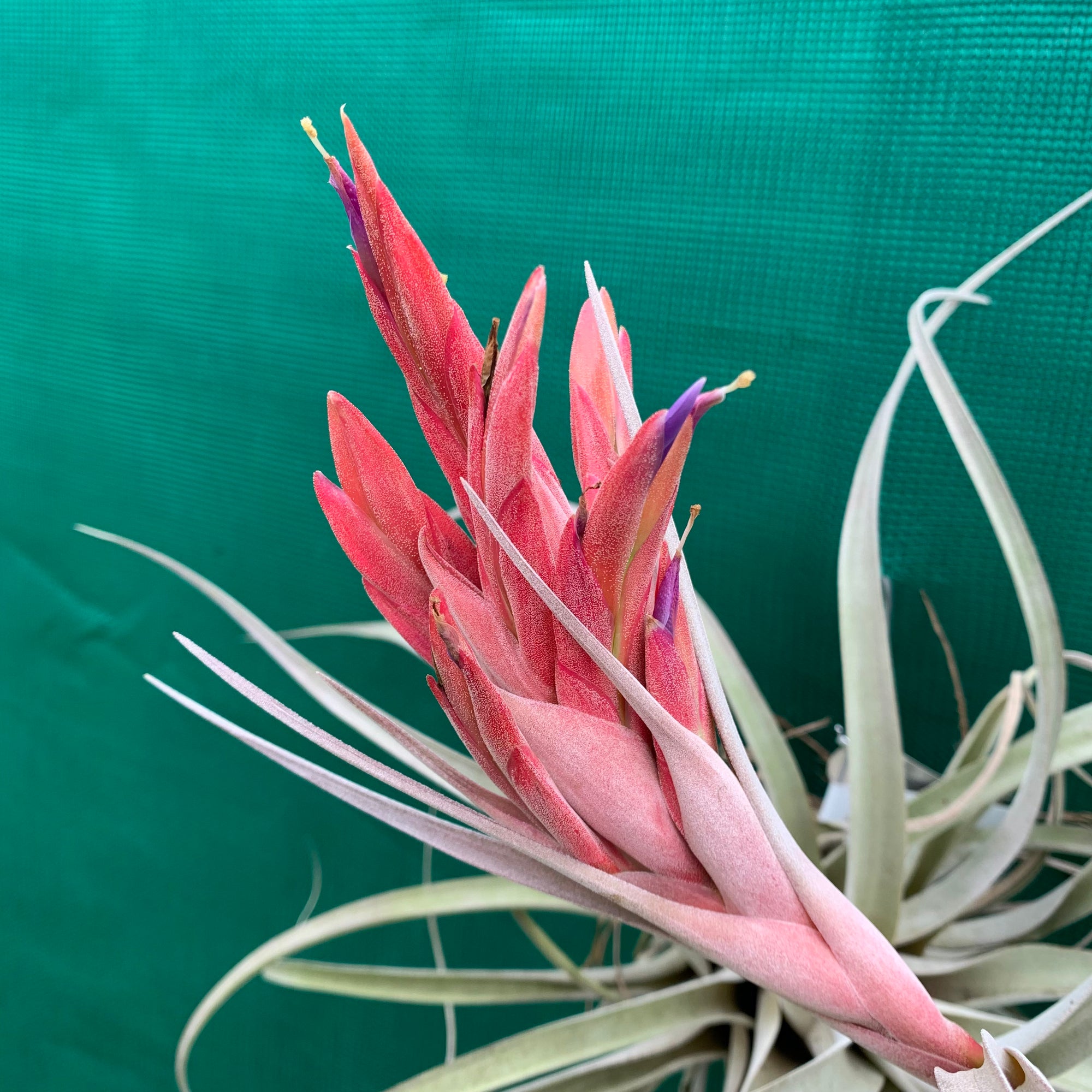 Tillandsia - xerographica x fasciculata Densispica