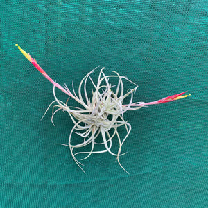 Tillandsia - glabrior (Wholesale)