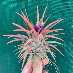 Tillandsia - ionantha ‘APD001’ (Wholesale)