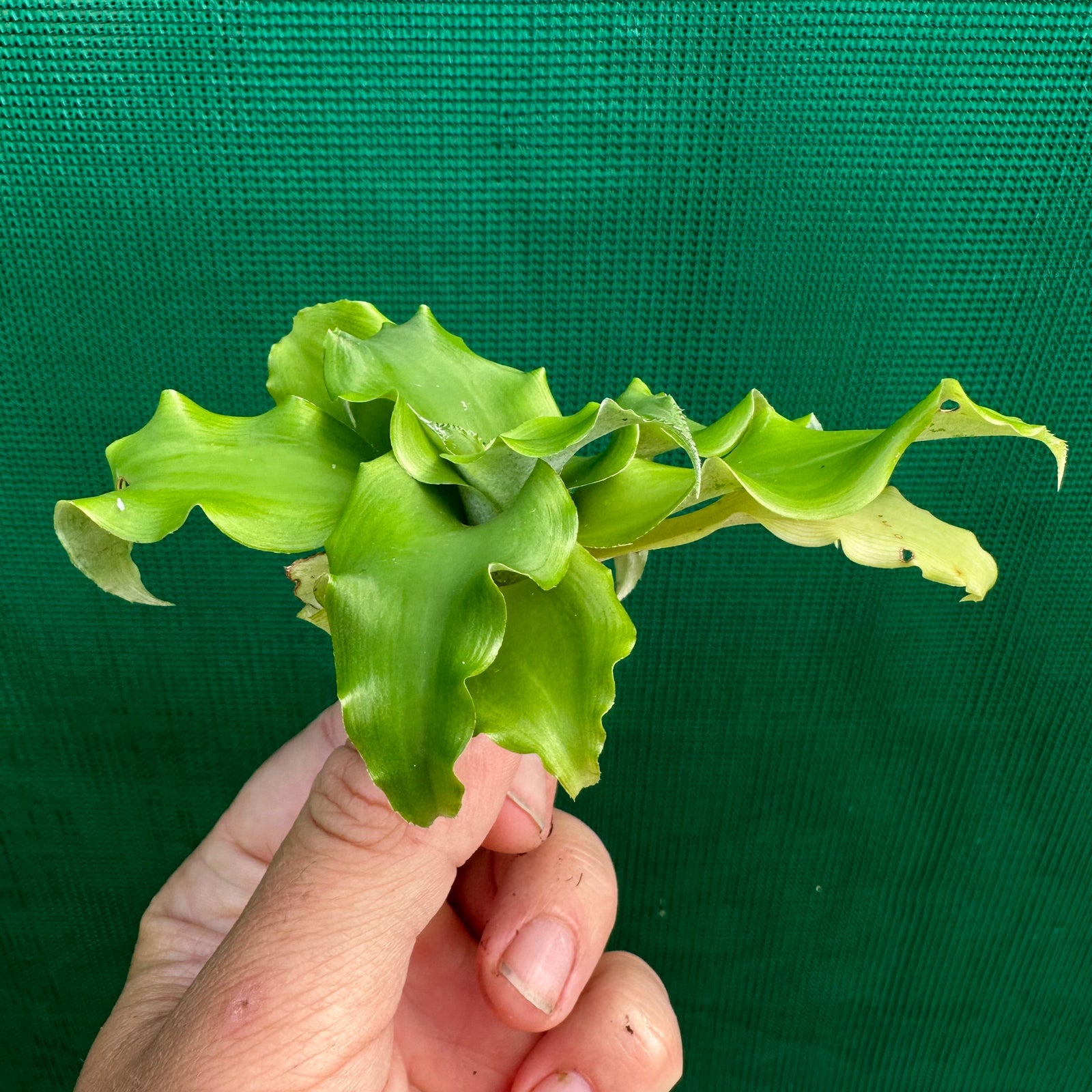 Cryptanthus - Bob Whiteman