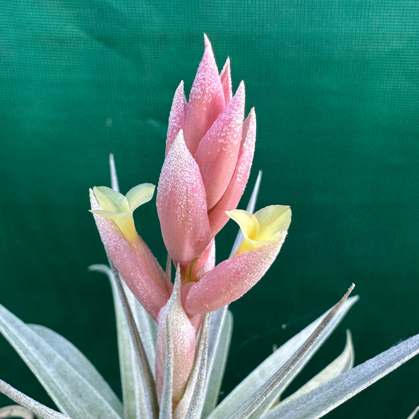 Tillandsia - White Star ex. CC