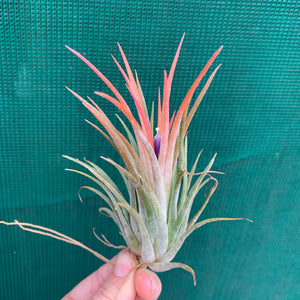 Tillandsia - ionantha ‘Honduras’ ex. CV (Wholesale)