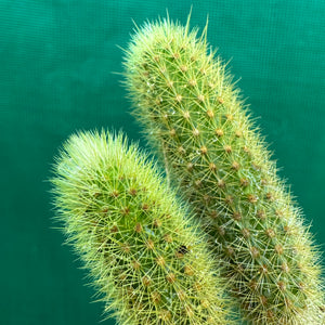 Golden Rat Tail Cactus - Cleistocactus winteri