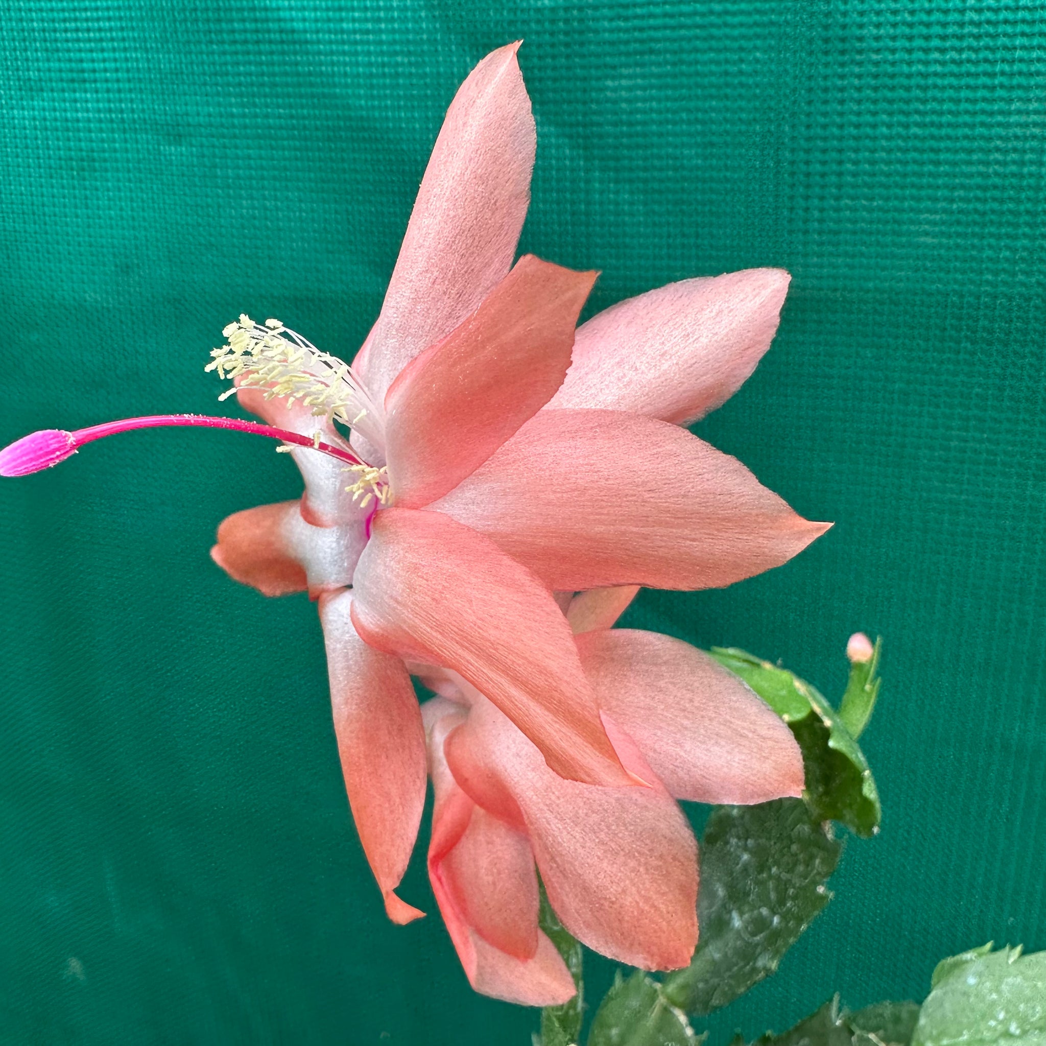 Zygocactus Thor Freya Air Plant Decor