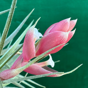 Tillandsia - recurvifolia ex. PT