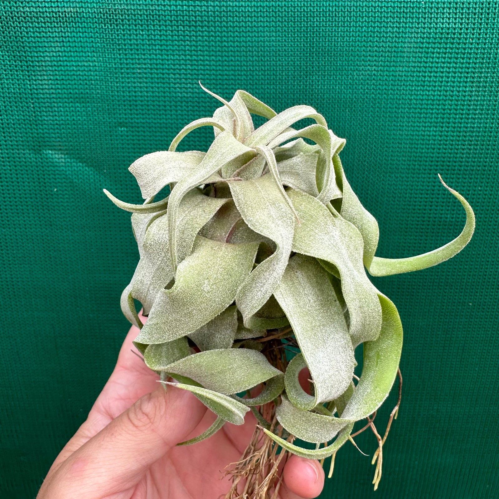 Tillandsia - streptophylla